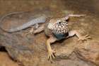 Common collared lizard. Art Print